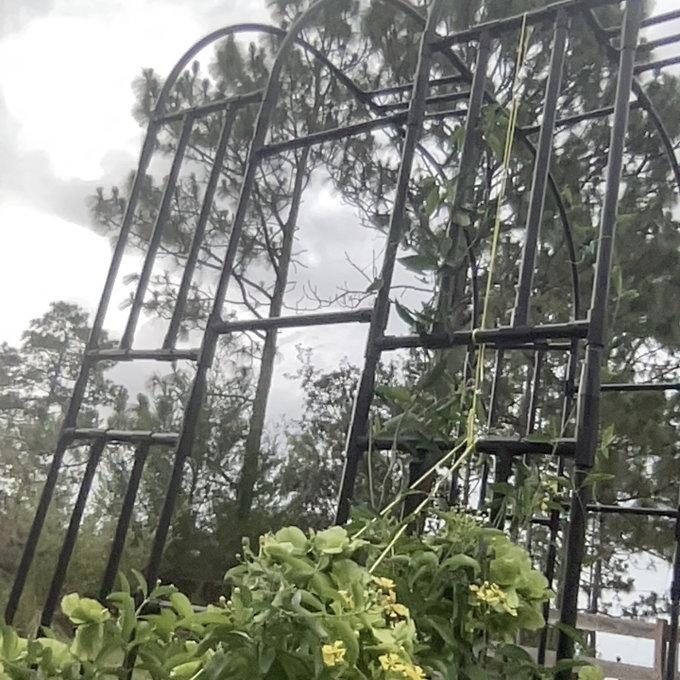 GIRUVI 「Grow on the Wall」Gracilius GIRUVI 「Grow on the Wall」Gracilius GIRUVI 「Grow on the Wall